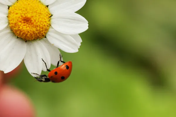 Ladybug on daisy flower — Stock Photo, Image