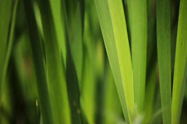 Grön gräs bakgrund — Stockfoto