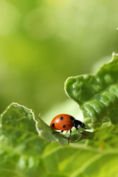 Ladybug on green leaf — Stock Photo, Image