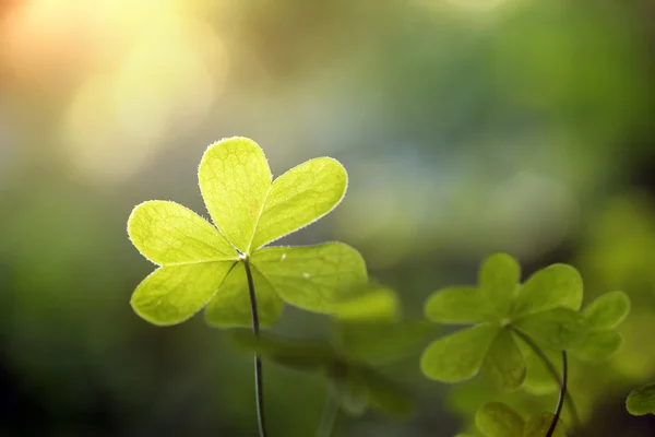 Clover close-up — Stock Photo, Image