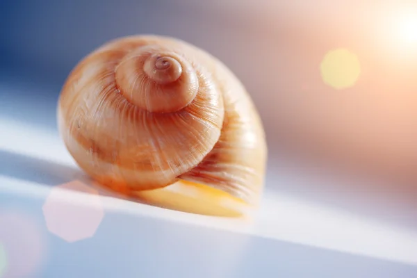 Shell — Stock Photo, Image