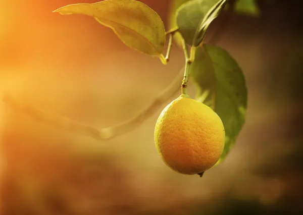 Lemon — Stock Photo, Image