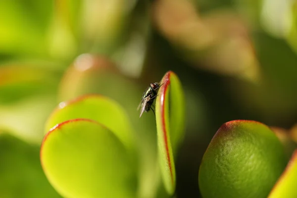 Fly on green leaf. — Stock Photo, Image