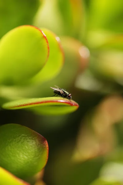 Fly on green leaf. — Stock Photo, Image