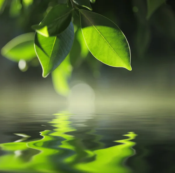 树叶，水 — 图库照片