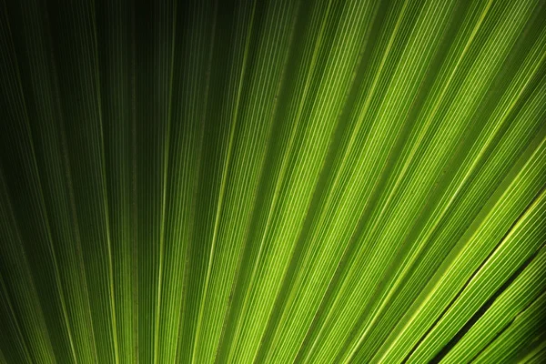 Groene palm blad textuur — Stockfoto