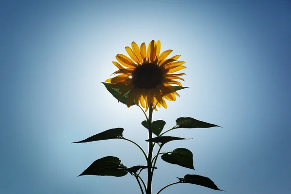 Sunflower over sun — Stock Photo, Image