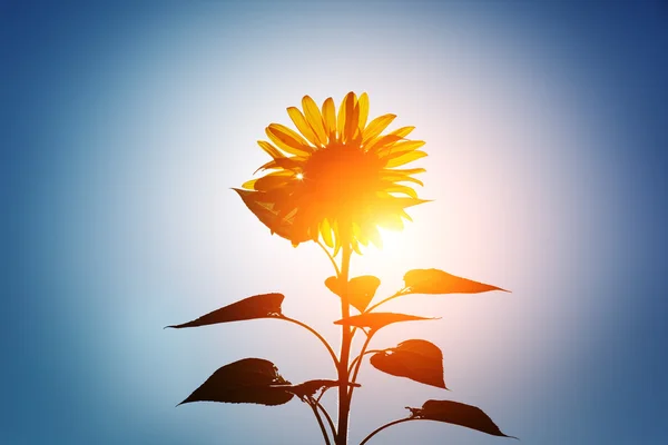 Sonnige Sonnenblumenblume — Stockfoto