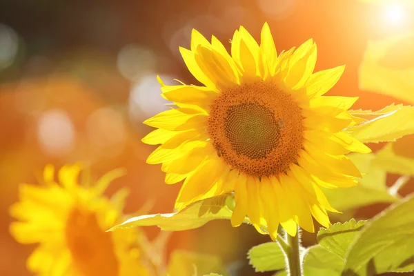 Zonnebloemen — Stockfoto