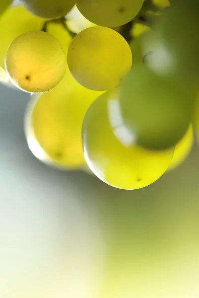 Tros druiven — Stockfoto