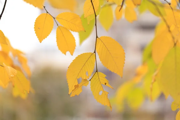 Hojas de otoño — Foto de Stock