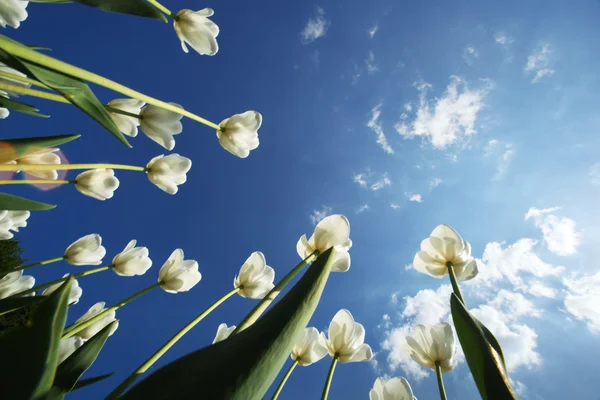 Tulpan blommor över himmel bakgrund — Stockfoto