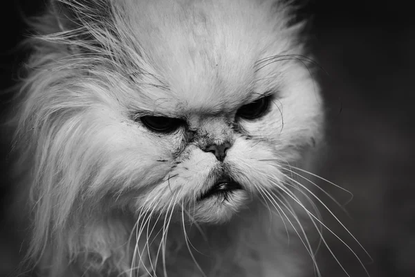 Gato rabugento — Fotografia de Stock