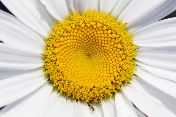 Daisy flower närbildデイジーの花のクローズ アップ — ストック写真