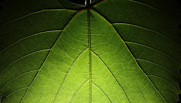 Leaf texture — Stock Photo, Image