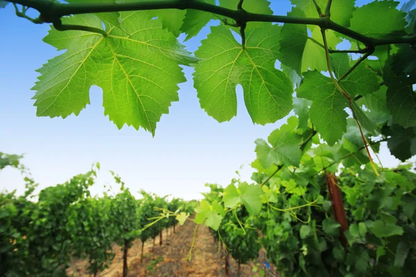 Impianti vitivinicoli nella Napa Valley — Foto Stock