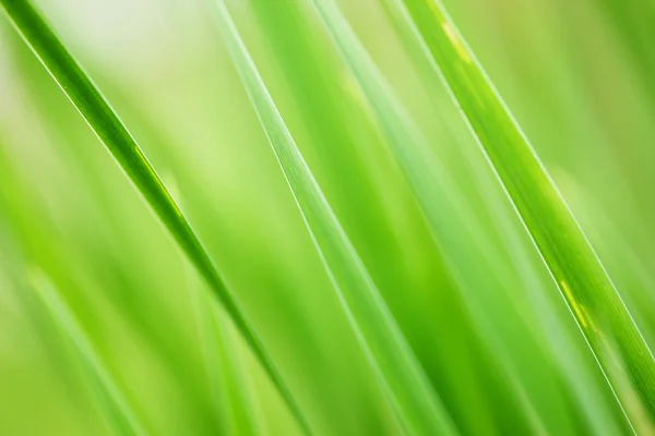 Green grass background — Stock Photo, Image