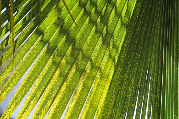 Palm blad achtergrondstructuur — Stockfoto