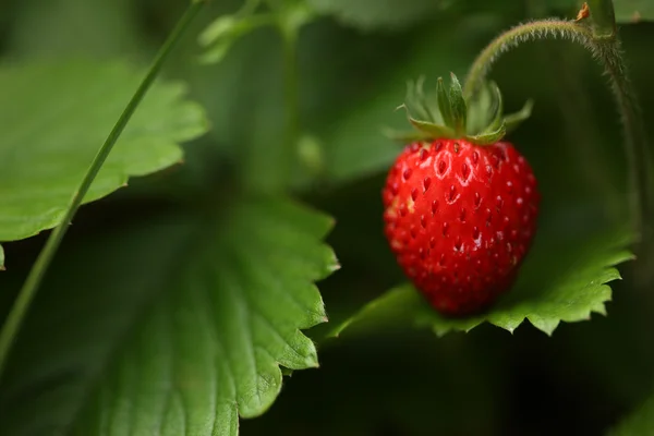 Wild strawberry (Fragaria virginiana) — Stock Photo, Image