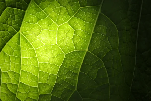 Textura de hoja verde — Foto de Stock