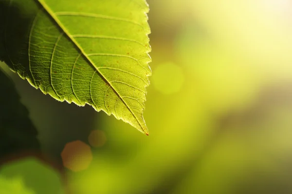 Hoja verde — Foto de Stock