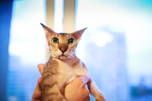 Engraçado retrato bonito gato — Fotografia de Stock