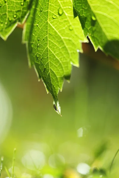 Folha verde sobre grama molhada — Fotografia de Stock