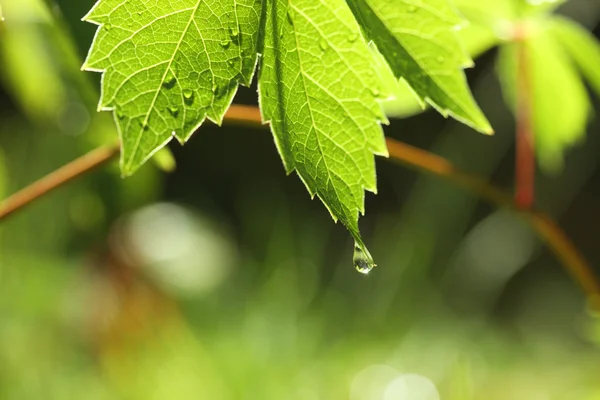 绿叶，水滴 — 图库照片