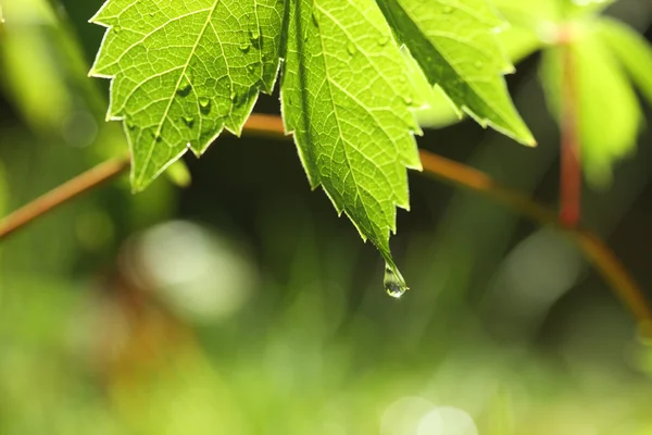 Grönt blad med vattendroppe — Stockfoto