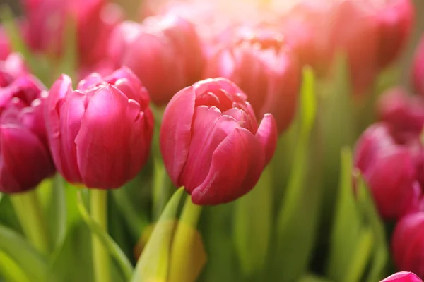 Tulip flowers — Stock Photo, Image