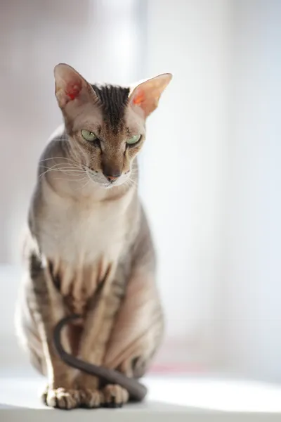 Peterbold kočka — Stock fotografie