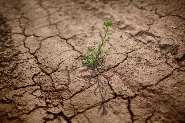 Planta no deserto — Fotografia de Stock