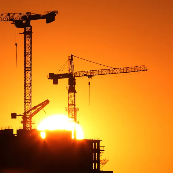 Cranes at sunrise — Stock Photo, Image