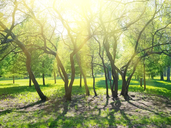 Árboles del parque — Foto de Stock