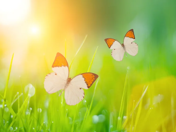 Butterflies over grass — Stock Photo, Image