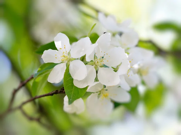 White flowers blooming — Stock Photo, Image