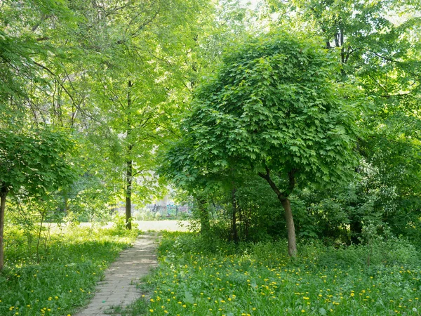 Parque verde — Fotografia de Stock