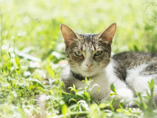 Katt i gräs — Stockfoto