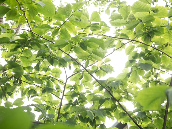 Hojas verdes fondo —  Fotos de Stock