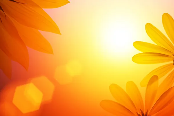 Sunshine arka plan ayçiçeği ayrıntıları ile.