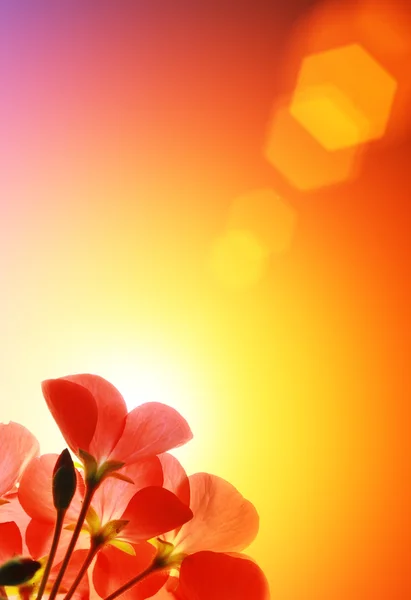 Red flowers over sunshine background Royalty Free Stock Photos