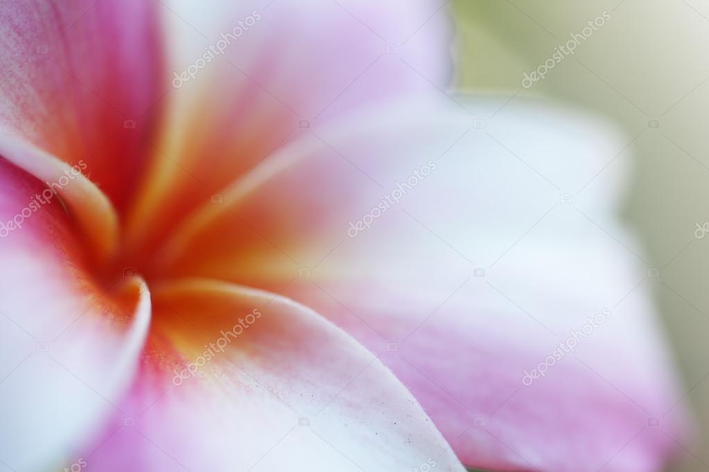 Macro flower background