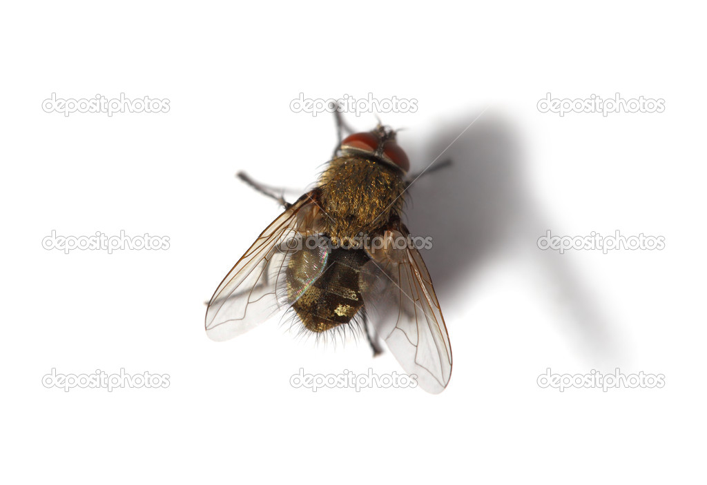 Housefly fly on white