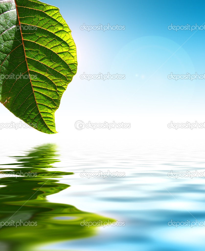 Leaf Over Water