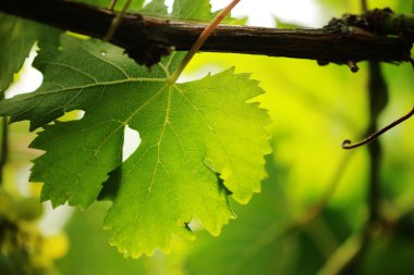 üzüm yaprağı yakın çekim. sığ dof.