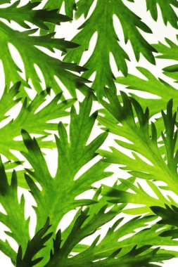 yeşil yaprakları çiçek arka plan