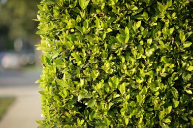 Yeşil çit arka plan