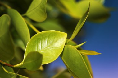 Yeşil yaprak yakın plan.