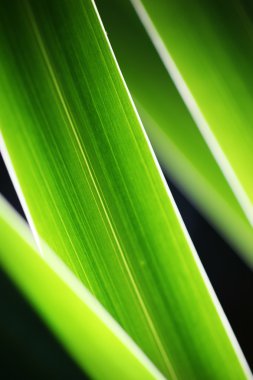 yeşil çim yakın çekim arka plan