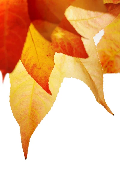 Κόκκινα και κίτρινα φθινοπωρινά φύλλα — Φωτογραφία Αρχείου